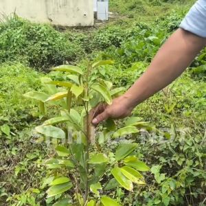 N09 NDT VÀ WIN79 PHỤC HỒI CÂY VÀNG LÁ KHÓ ĐI ĐỌT BỘ RỄ YẾU