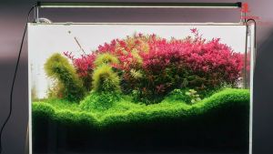 Chihiros B Series [30cm - 60cm] Aquarium Freshwater Planted Tank Led Light White RGB