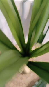DAUN ANGGREK PANDAN B8031 HIAS IMITASI ARTIFICIAL TANAMAN HIAS PLASTIK TANAMAN ARTIFICIAL DEKORASI