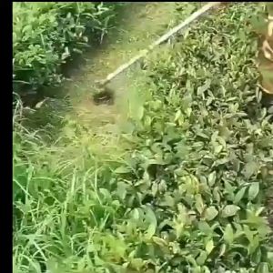 1set Grass Cutter String Trimmer Head With Nylon Trimmer Liner / Black