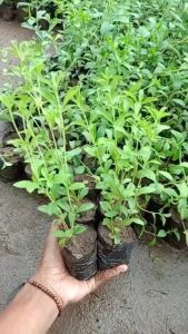 PROMO Paket 5 gratis 1 BIBIT STEVIA SIAP TANAM (PENGANTI GULA)