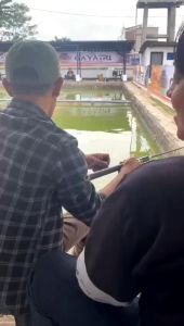 Essen ikan mas indukan babon aroma bolu leci kemanggi