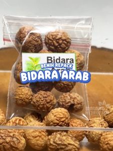 Benih Bidara Arab Unggulan Berkualitas biji bibit repack hydroponik hidroponik pot sayuran sayur