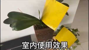 100pcs Strong Flies Traps Bugs Sticky Board Yellow Double-Sided Sticky Insect Board Catching Gnat Traps Killer For Indoor Outdoor Flying Plant Insect Like Fungus Gnats Whiteflies Aphids Leaf Miners Other Flying Plant Insects 10x20cm