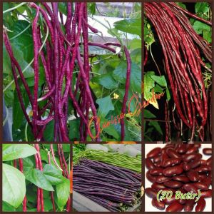 BIJI | BENIH TANAMAN KACANG PANJANG MERAH
