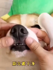 Pet Dental Finger Wipes Pet Teeth Cleaning Finger Cots Wet Wipes Washing Pet Eye Ear Teeth Large Capacity Cleaning Wet Tissue