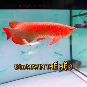 Đèn MAYIN SUPER COLOR Thế Hệ 3 Ánh Sáng Hồng Cho Huyết Long Và Nhiều Loại Cá Ánh Hồng Đủ Kích Thước