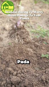 Pengendali hama bawang FEROMON BWG efektif kendalikan spodoptera exigua