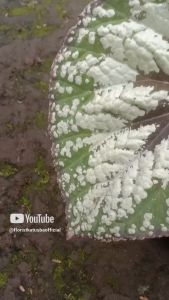 tanaman hias Begonia rex waru Kitkat silver