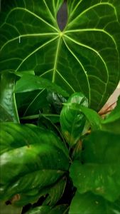 PURELA Skincare Baby Good Nite Oil Melindungi Dari Gigitan Nyamuk