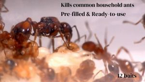 Terro Liquid Ant Bait (Ant Killer)