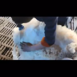 5000W Alat Cukur Pencukur Bulu Domba Listrik Hewan Alat Potong Rambut Kambing Pemangkas Bulu Clipper Gunting Rambut Pencukur Rambut Elektrik Cukuran Professional Mesin Domba Kambing Anjing Besar Pemotong Bulu Domba