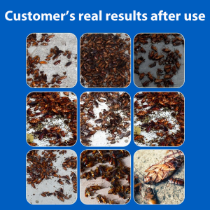 No cockroaches in 10 years Cockroach Killer 【20pcs】 Cockroach Bait cockroach killing rate 100% cockroaches killer a cockroach poisoned Whole litter died ubat lipas paling berkesan cockroaches trap Racun lipas 蟑螂药 蟑螂克星 lipas killer ants killer bait