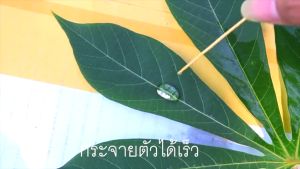 สารจับใบ เอฟอช 1 ลิตร + ปุ๋ยน้ำซีโฟ 1 ลิตร ช่วยบำรุงดอกและผล เพิ่มน้ำหนัก รสชาติดี ป้องกันผลแตก ขั้วเหนียว