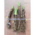 Cây ráy voi trồng cảnh(hàng đẹp) mua 5 tặng1 gốc nhỏ. 