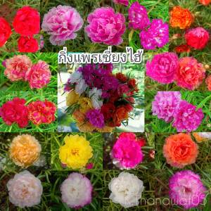 แพรเซี่ยงไฮ้ คละสี (125 กิ่ง )ตัดสด สวยๆอวบๆ  กิ่งแพรเซี่ยงไฮ้ คุณนายตื่นสาย