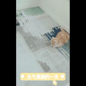 PEIGEXIAOMAO Mainan Kucing Fox Tail Caterpillar Stick 猫玩具 逗猫棒