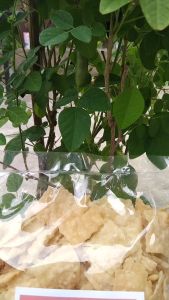KRIPIK PANGSIT BAWANG 350 gram Rasa Sapi Panggang /KUE BAWANG