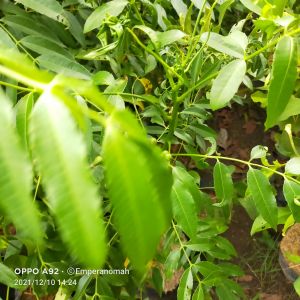 Bibit Buah Kedondong Sudah Berbunga atau Berbuah