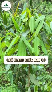 Quế thanh 100g vỏ quế thơm cay dùng pha trà nấu ăn gia vị nấu phở xông nhà - Chợ Thảo Dược Việt