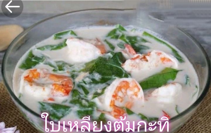 ใบเหลียง ผักเหลียง ผักเหมียง ต้นใหญ่อายุไม่น้อยกว่า 2 ปี ความสูง 100 ...