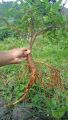 promo bibit loa bahan bonsai cantik segar montok dan mudah di rawat. 