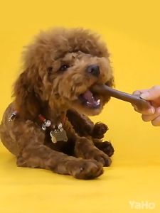 Pet Beef snack Small26g Medium105g Large175g dog teeth grinding and cleaning stick Pet Dog Training Reward