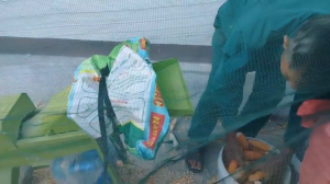 Máy Tách Hạt Ngô Siêu NhanhSiêu Sạch Sử Dụng Điện 1 Pha 220V