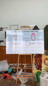 Tranh phòng khám răng Tranh cấu tạo răng Tranh treo tường Nha Khoa hệ răng sữa và hệ răng vĩnh cửu tráng gương NKQC47