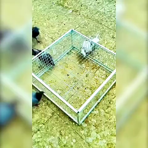 เพนียดดักนก กรงกับดักนกพิราบ กรกดักนกเขา กรงนกพิราบ ที่ดักนก กรงนกทางเดียว จับภาพต่อเนื่อง ทำความสะอาดง่าย