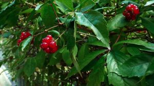 Hawthorn Berries Cube - 山楂果(塊)