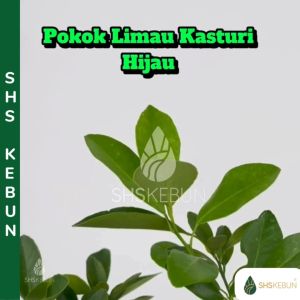 Pokok Limau Kasturi Pokok Limau Kasturi Batik Pokok Herba Pokok Outdoor Herbal Plant Pokok Hidup Live Plant SHS Kebun