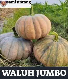 BENIH WALOH SUPER JUMBO MANIS PULEN LEGIT