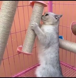 [ GIẢM 1%] BÀN CÀO MÓNG CHO MÈO 32CM - BÀN CÀO