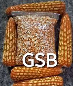 Jual benih jagung kuning unggul