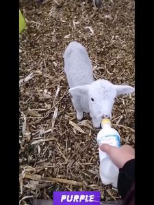 ซื้อ1แถม1 จุกนมลูกวัว จุกนมสุนัข จุกนมหมา จุกนมแพะ จุกป้อนนมสัตว์