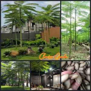 BIJI / BENIH PAKIS BRAZIL SOLOBIUM PARAHIBA