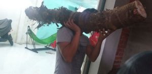 Củ Bạc Hà núi Chuẩn hàng đào núi Cấm củ to lâu năm 5kgkg