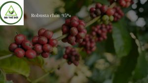Cafe Pha Máy Robusta hạt chín 95% Sàng 18 Hàng Buôn Mê Thuột