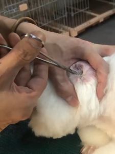 Kẹp nhổ lông tai cho Chó Mèo bằng thép không gỉ 304 (loại tốt) - Love Pets Shop