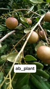 Bibit kelengkeng Pingpong Pimpong Sudah Berbunga Super