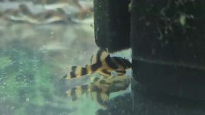 L306 TAKUTUT TIGER 图腾虎