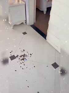 Cockroach Killer Household Kitchen Tool Killing Cockroaches Powder Cockroach Killing Bait Xiaoqiang Kaxing Manufacturer Dropshipping Efficient Generation