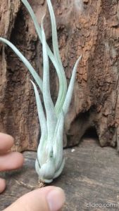 Tillandsia Caput-medusae x Pseudobaileyi