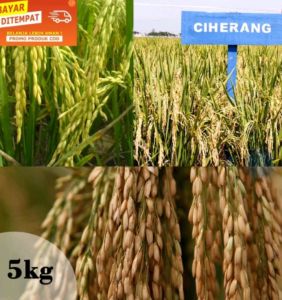 BENIH PADI CIHERANG JUMBO UNGGUL BERKUALITAS 5KG