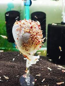 SHRIMP FOOD MICROORGANISM BAG(LUBAO)米虾/水晶虾微生物卤包