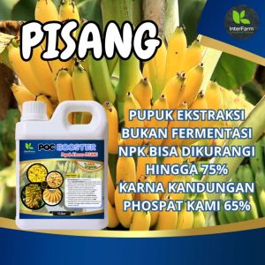 Pupuk pelebat buah pisang: Pupuk untuk tanaman pisang, Pupuk cair organik untuk pisang, INTERFARM