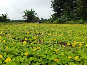 ถั่วบราซิลน้ำหนัก 1 กิโลกรัม ไม้ดอกไม้ประดับตกแต่งสวนสนามหญ้า