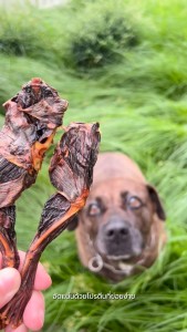 น่องกบ ขนมแทะหมาแมวอบแห้ง แก้เบื่อ ขัดฟัน Bellas Bites Frog Legs Chew for Dogs and Cats