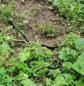 Snake Repellent Pellets Belerang Halau Ular 驱蛇丸 25pcs Long Lasting Portable for Garden Outdoor